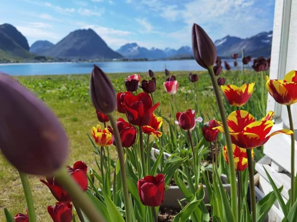 Banpim Beachside Lofoten Ramberg Zewnętrze zdjęcie